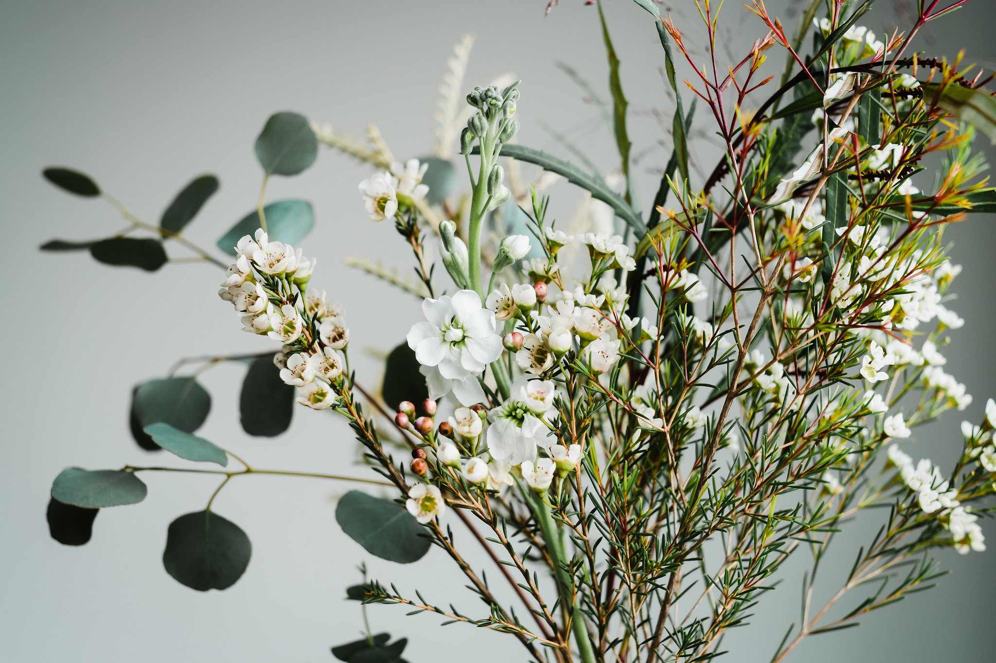 eucalyptus and wax flower