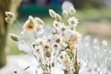 close-up dried flowers